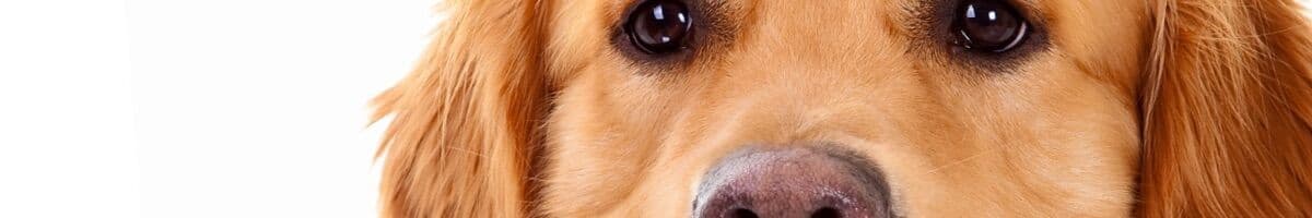 Retriever iFokus